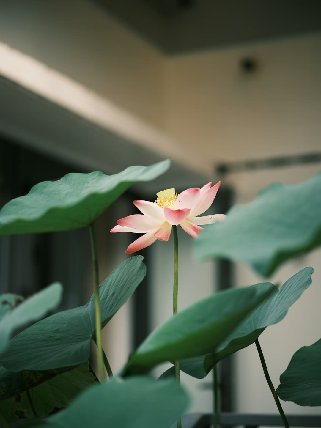 迪丽热巴低饱满巴恩风穿搭 学姐系芳华范儿